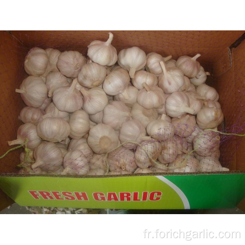 Bon ail blanc normal emballé dans un carton de 10 kg